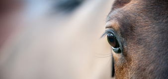 Charter for the Horse: a unified approach to safeguarding our equines and equids